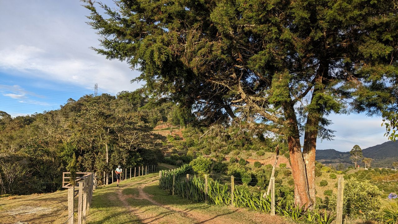 Sunset view of Colombian Avocado plantation