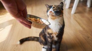 Cat being offered the best cat food