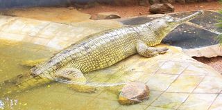 extinct-species-gharial-111010-02