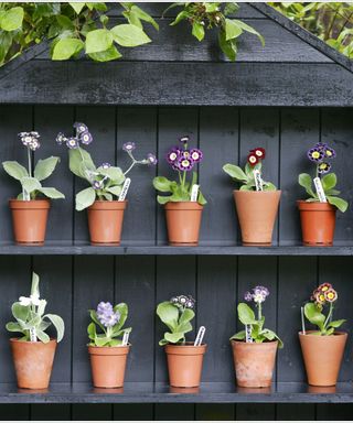 Black wooden display shelves for an auricula theater