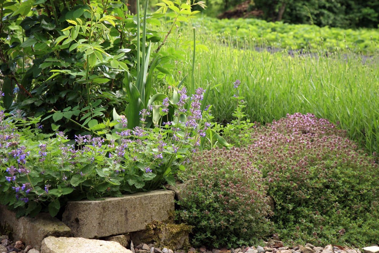 Catmint Plant In Garden