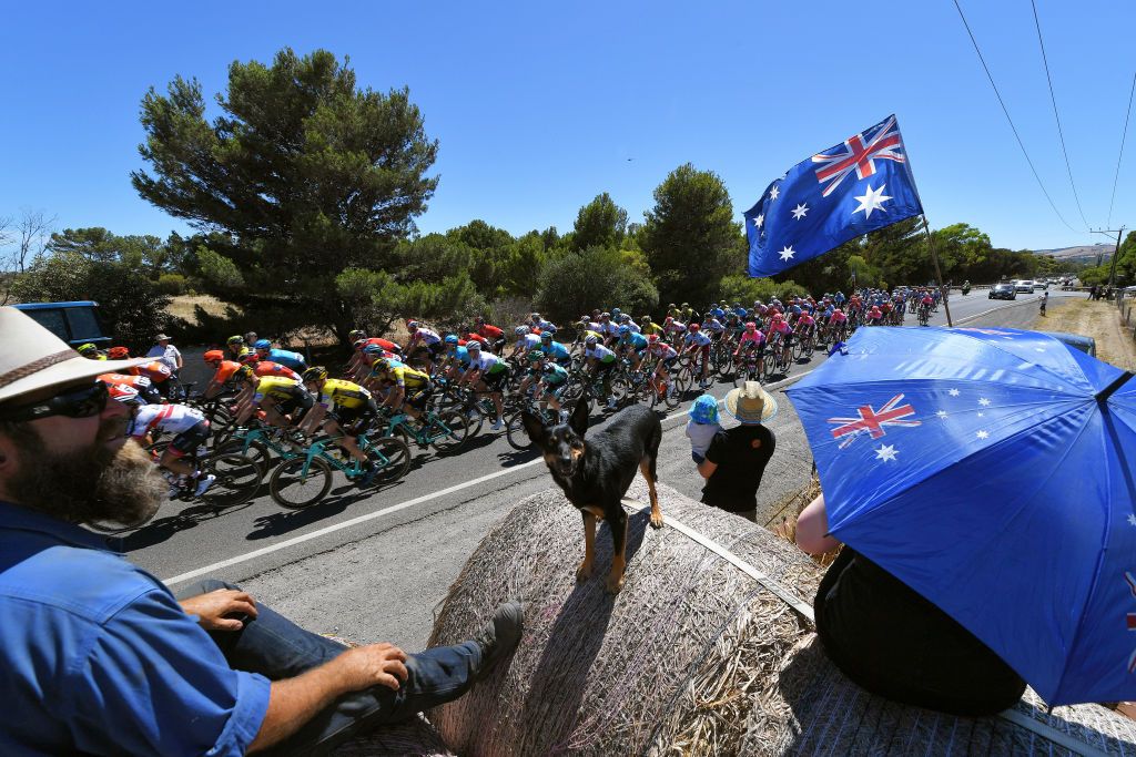 The peloton in action at the 2020 Tour Down Under