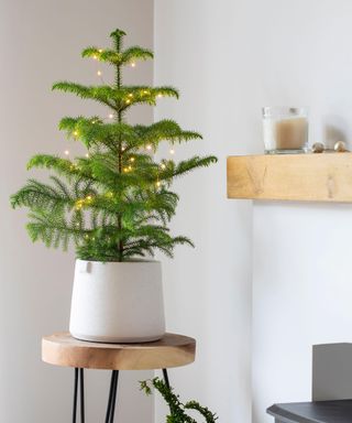 Norfolk Island pine decorated as a Christmas tree