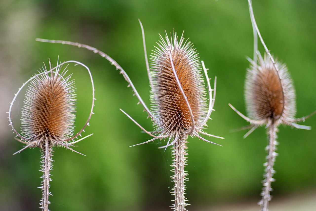 Flowers taken with a Nikon D750