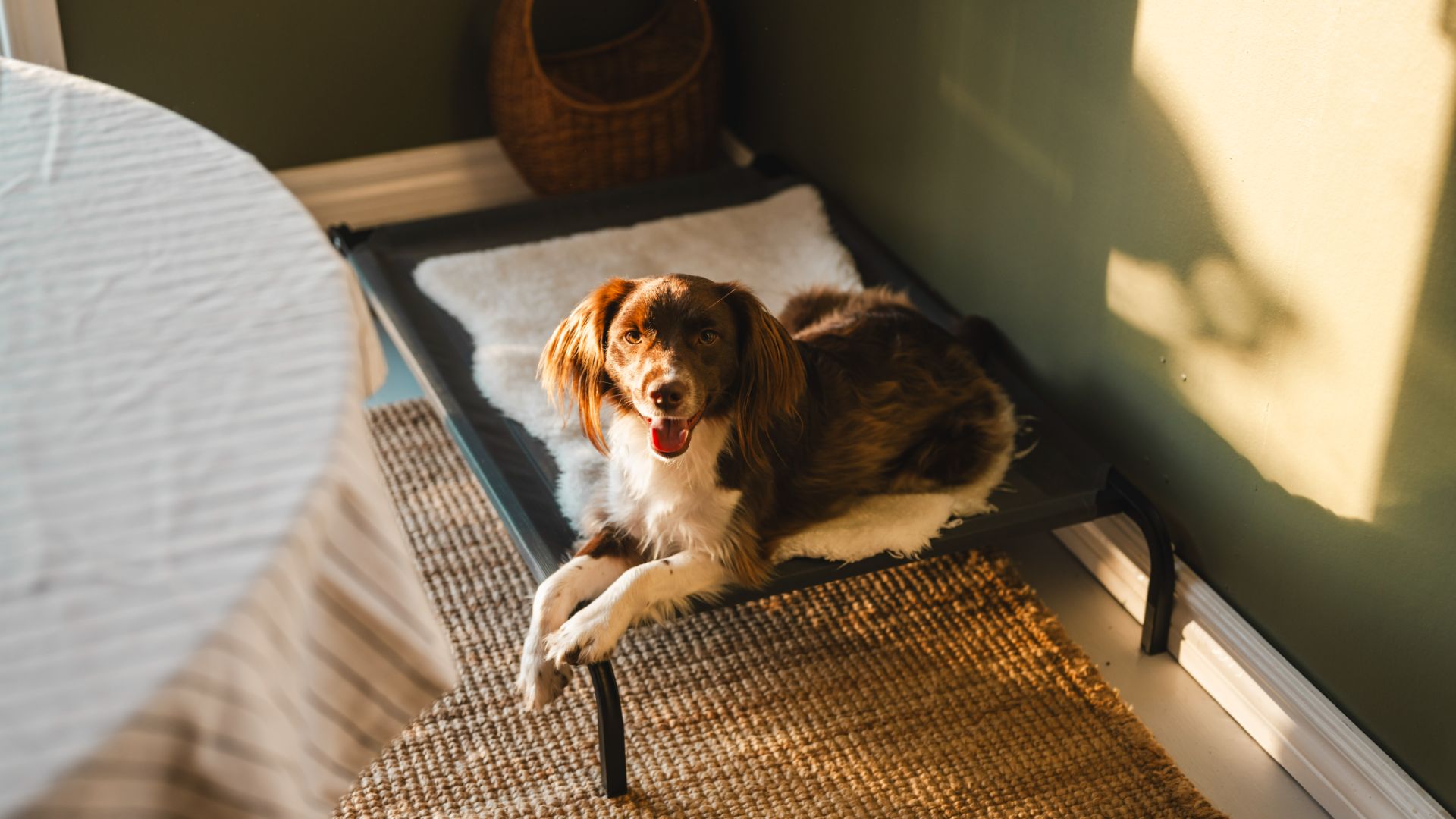 spaniel type lying on a raised dog bed looking at camera