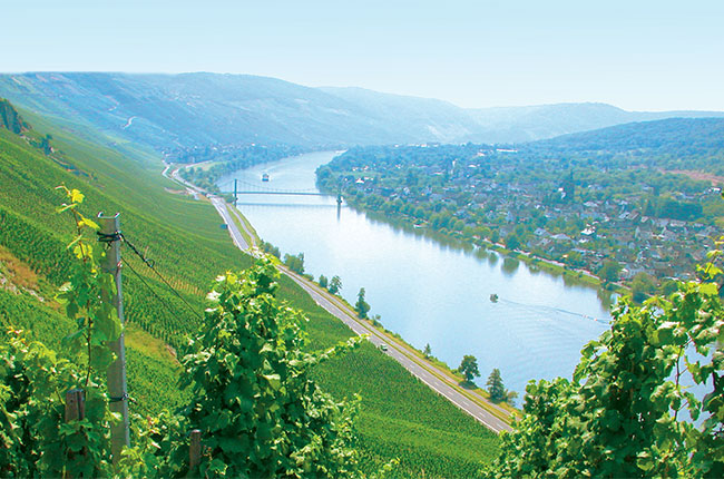 mosel vineyards