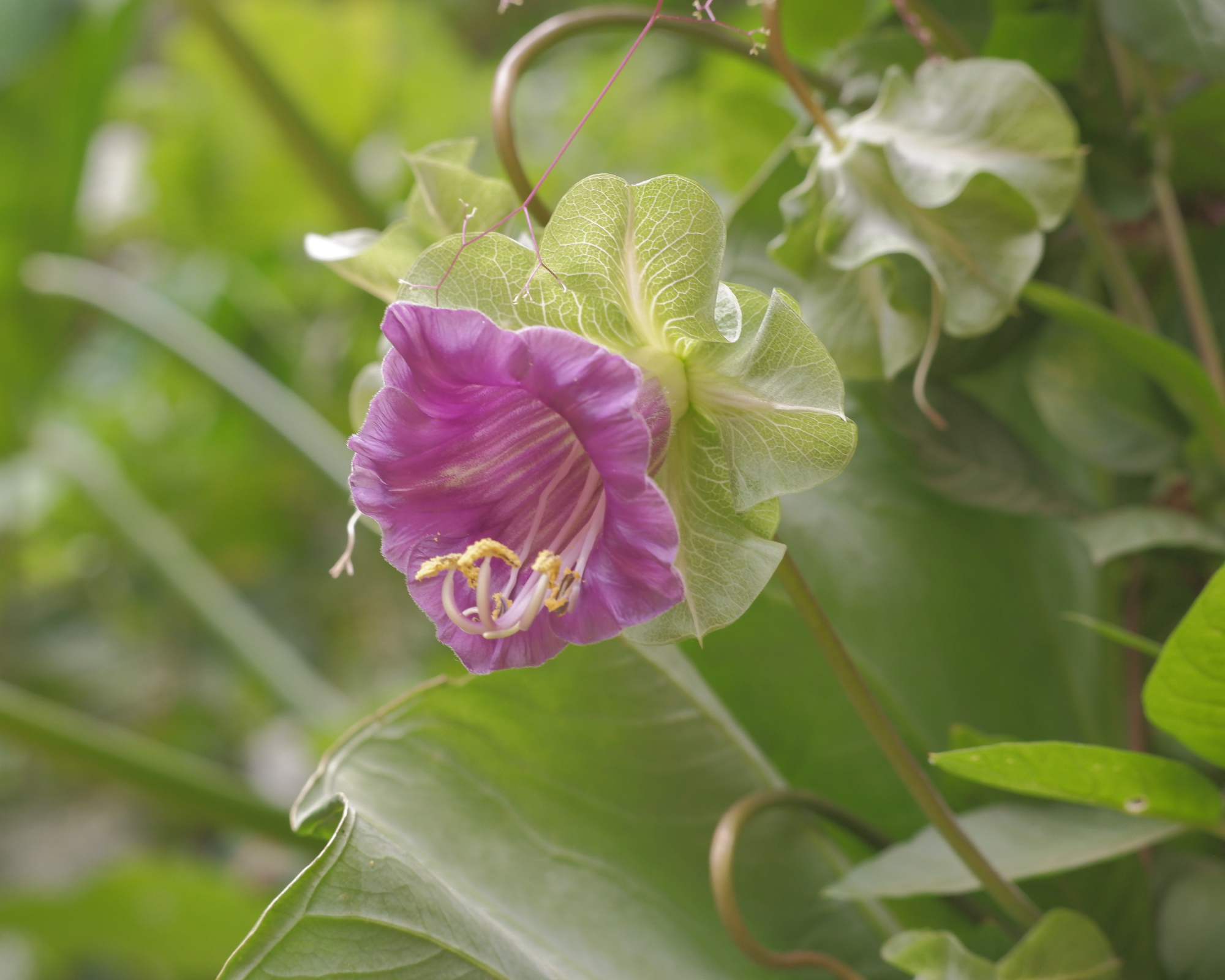 cup and saucer climbing vine