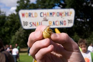 C92BPR The quirky annual World Snail Racing Championship, held in Congham, Norfolk, England