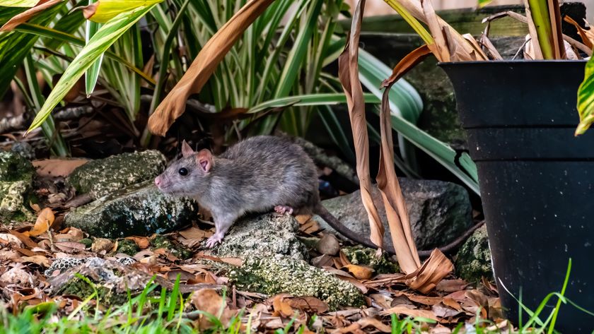 Rat in the garden
