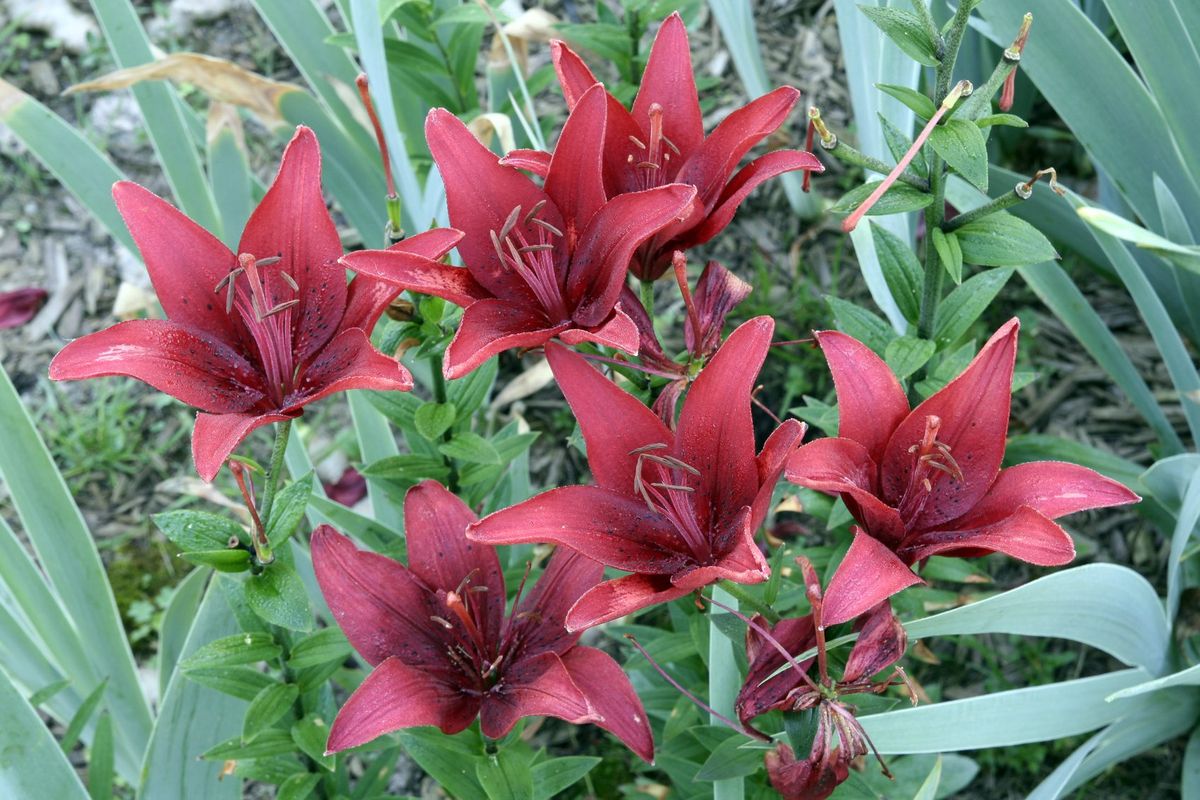 Avoid letting the plant go to seed. If seeds form, the plant will use energy on seed production instead of replenishing the bulb.