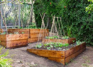 Sloped backyard ideas incorporating wooden raised beds growing vegetables.