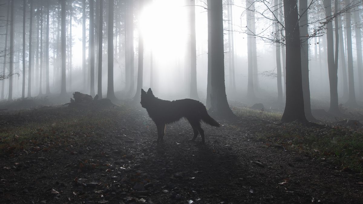 The scariest animals to encounter on a hike (and what to do)