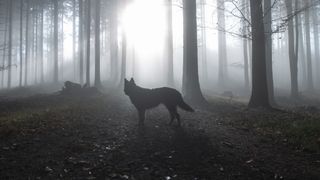 Wolf in silhouette in woodland