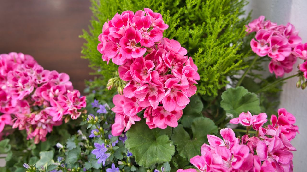 Pink geranium blooms