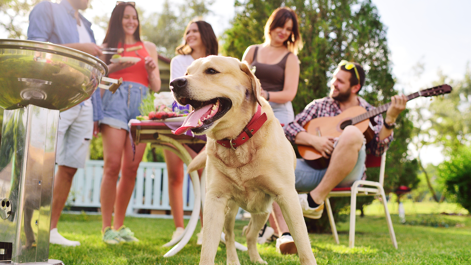 Labrador by a BBQ