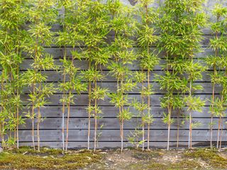 young bamboo trees planted against wooden fence
