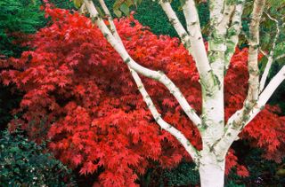 best budget plants: Himalayan birch