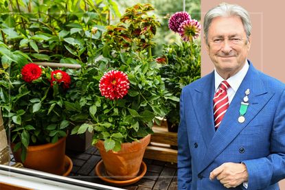 A composite image of Alan Titchmarsh to the side of summer plants in pots