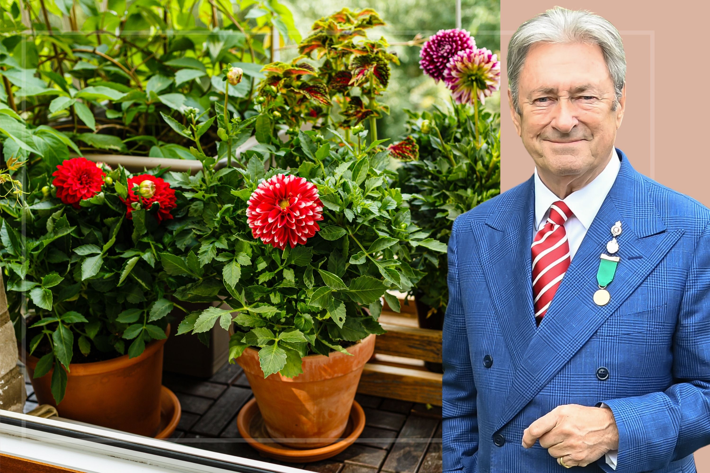 A composite image of Alan Titchmarsh to the side of summer plants in pots 