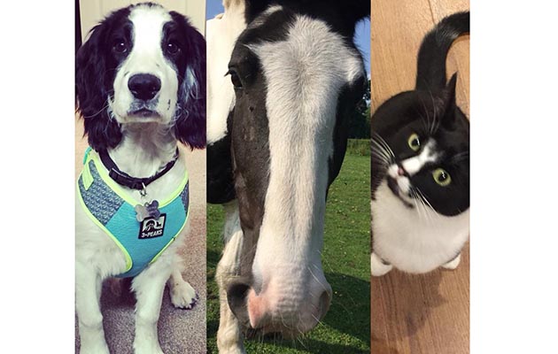 “Here are my gorgeous matching furbabies. Charlie the Sprocker, Jazzy Bear my pony and Memphis the cat” — Laura Wheelton