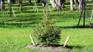 Christmas tree planted outdoors