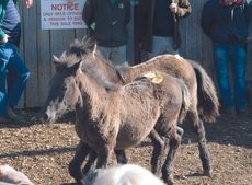 newforest-foals1.jpg