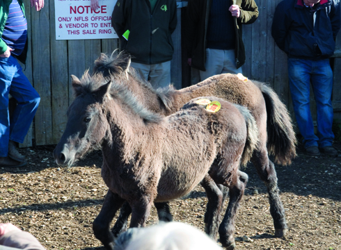 newforest-foals1.jpg