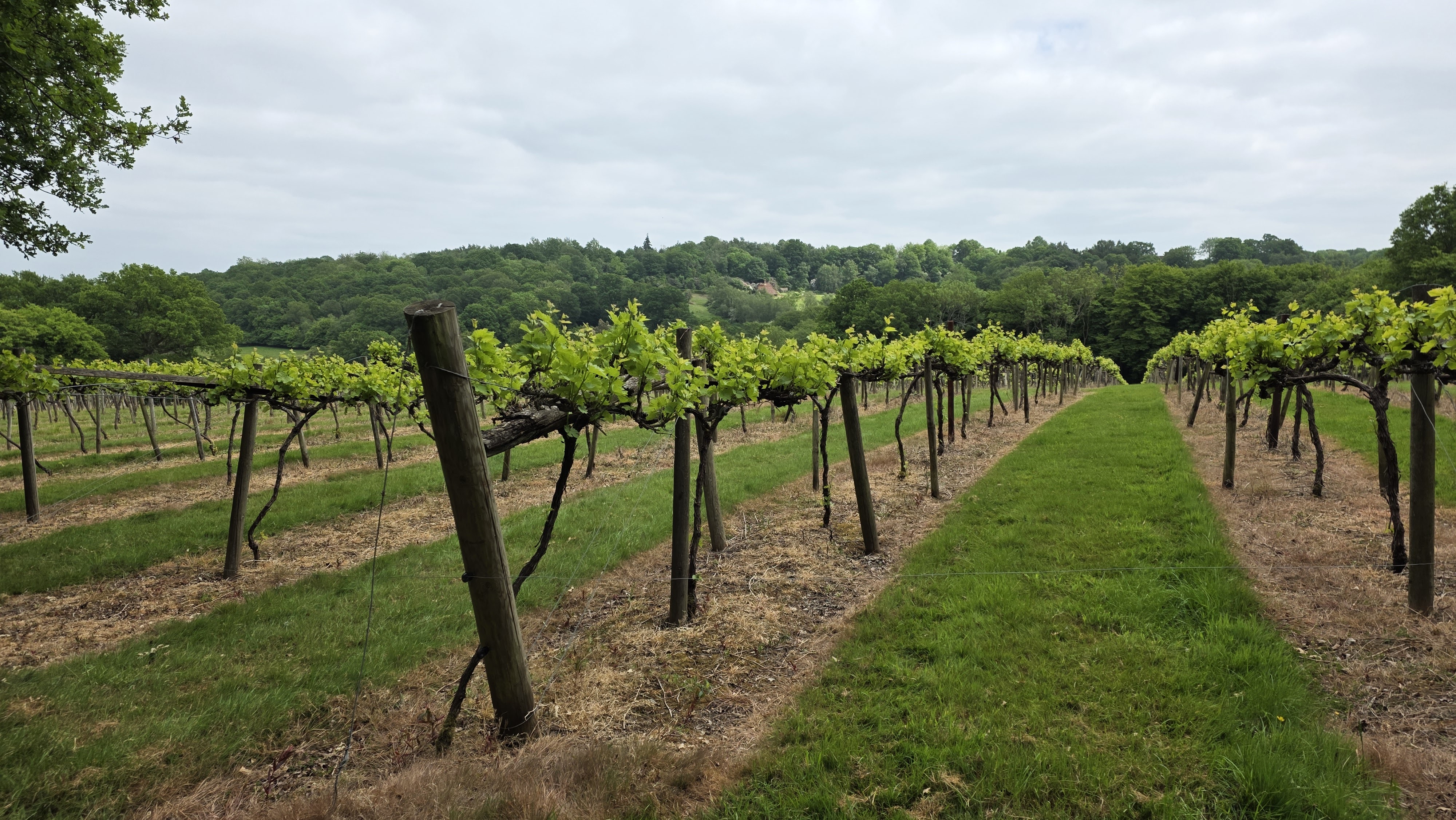 Samsung Galaxy S25 Edge review camera sample
