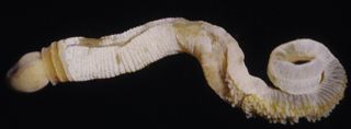 Acorn worm in modern form