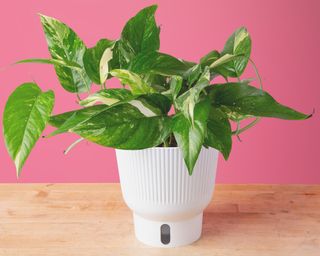 Albo pothos in self-watering planter