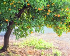 citrus tree in a field