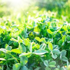 Spring green clover grass blurred background