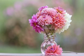 A glass vase with pink and purple dahlias