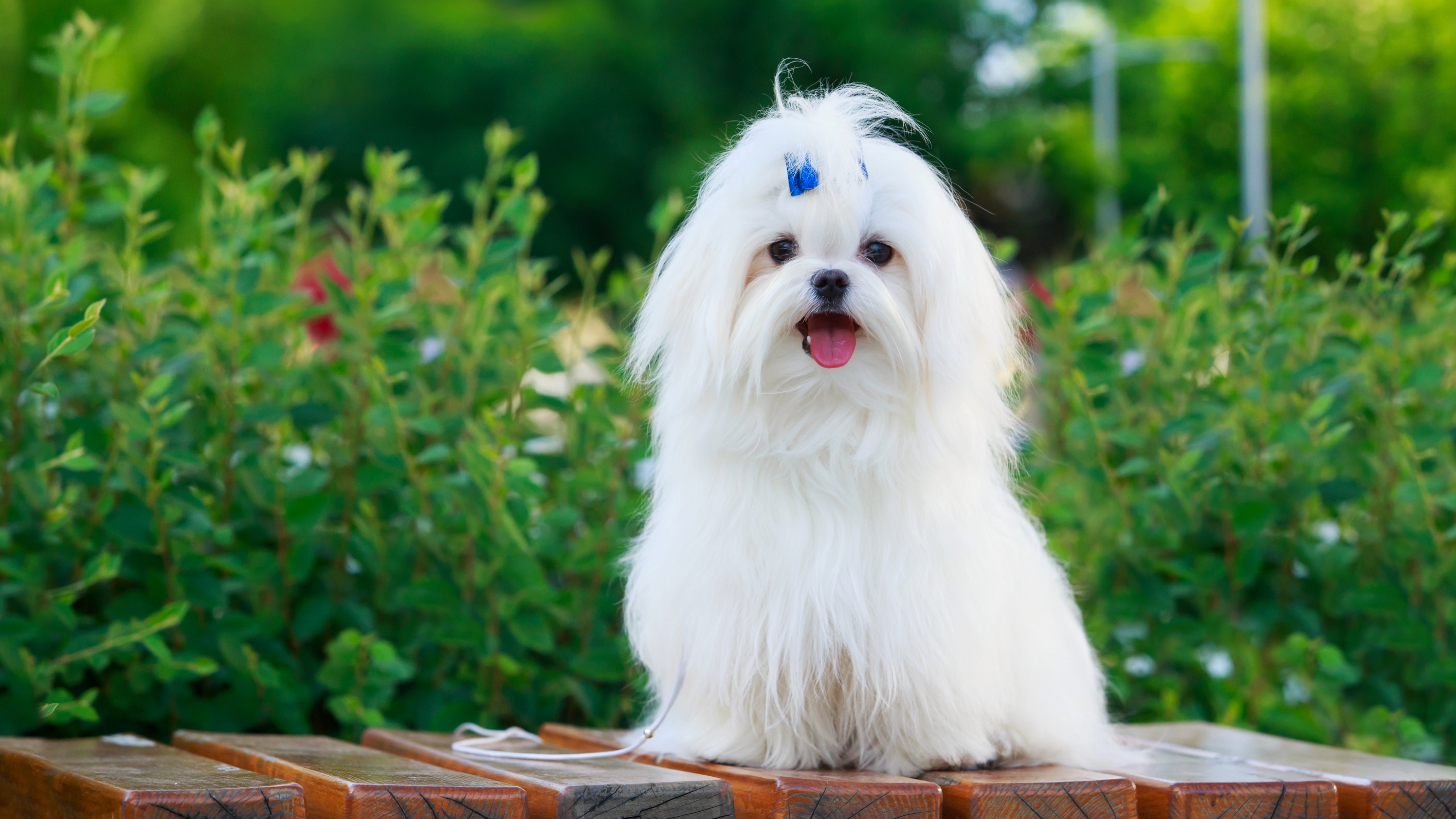 Maltese dog outside