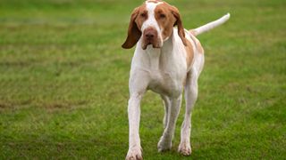 a Bracco Italiano dog trots toward the camera in a field