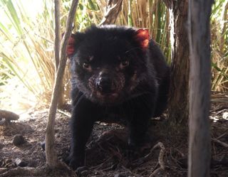 Healthy Tasmanian devil