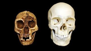 'The Hobbit' Homo floresiensis vs Homo sapiens skull.