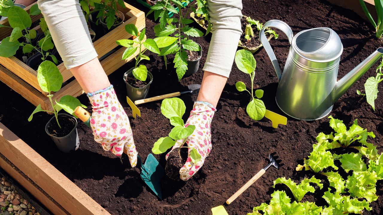 Planting seedlings in fresh soil in raised bed