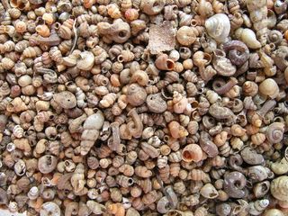 A few buckets of soil can contain thousands of micro-snail shells.
