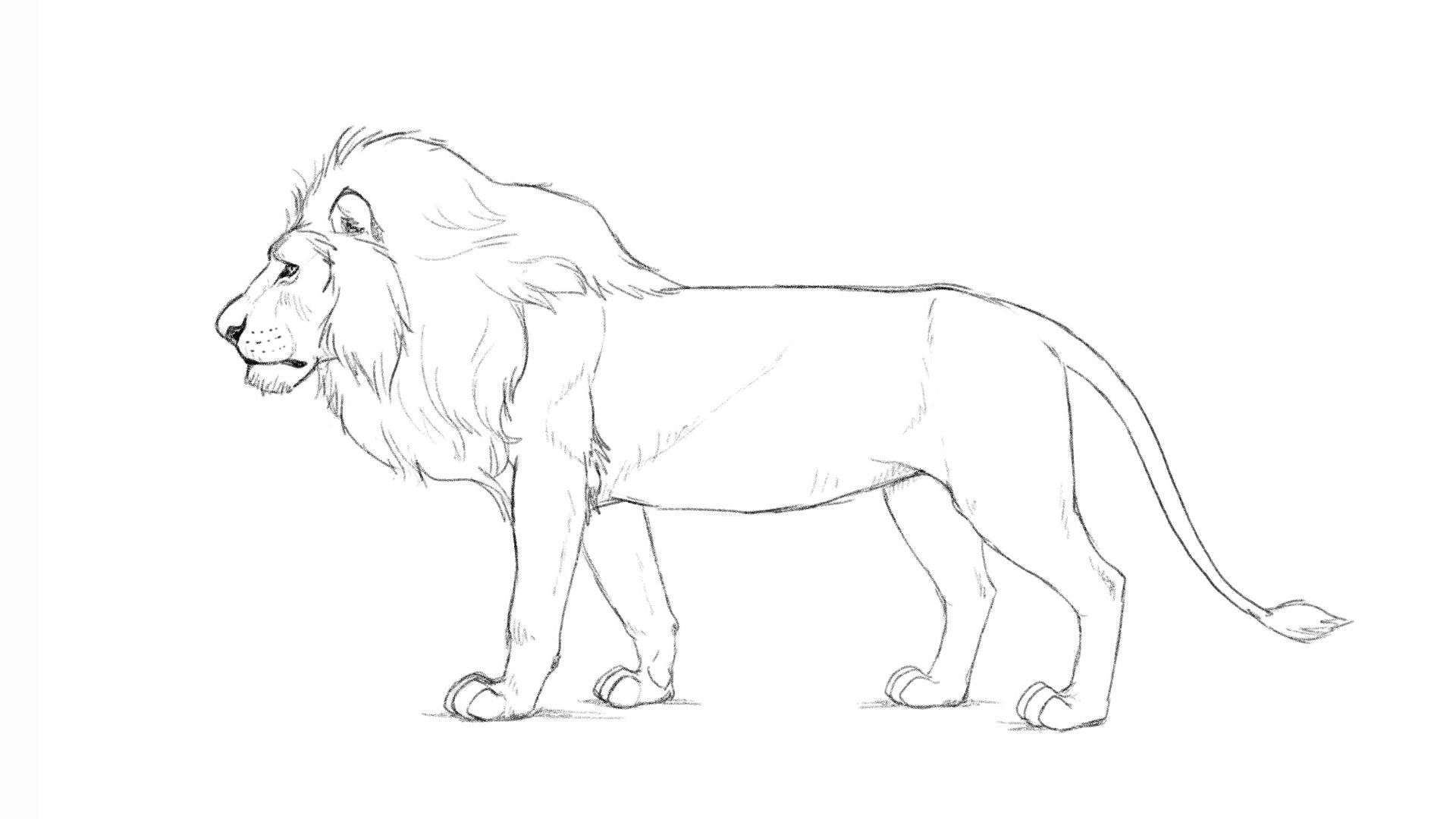 sketch of lion with hatching
