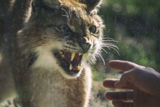 A bobcat snarls at a person reaching out towards it