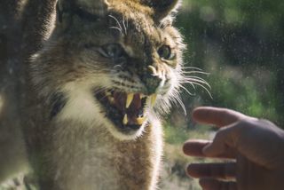 一只山猫对着一个向它伸手的人咆哮