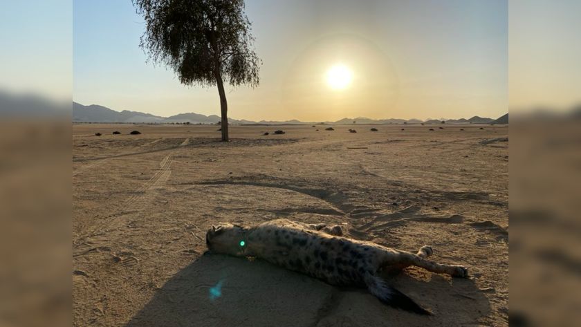 The spotted hyena killed in Egypt