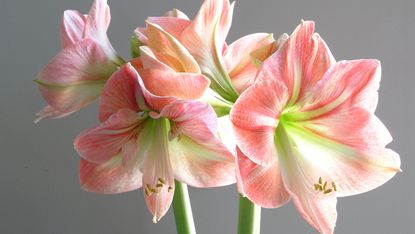 pink amaryllis plant in bloom