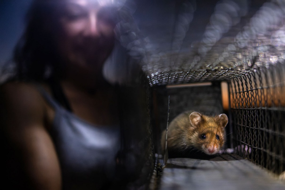 A young European hamster peers out from inside a wire live trap, while a smiling researcher sits out of focus in the foreground on the left.