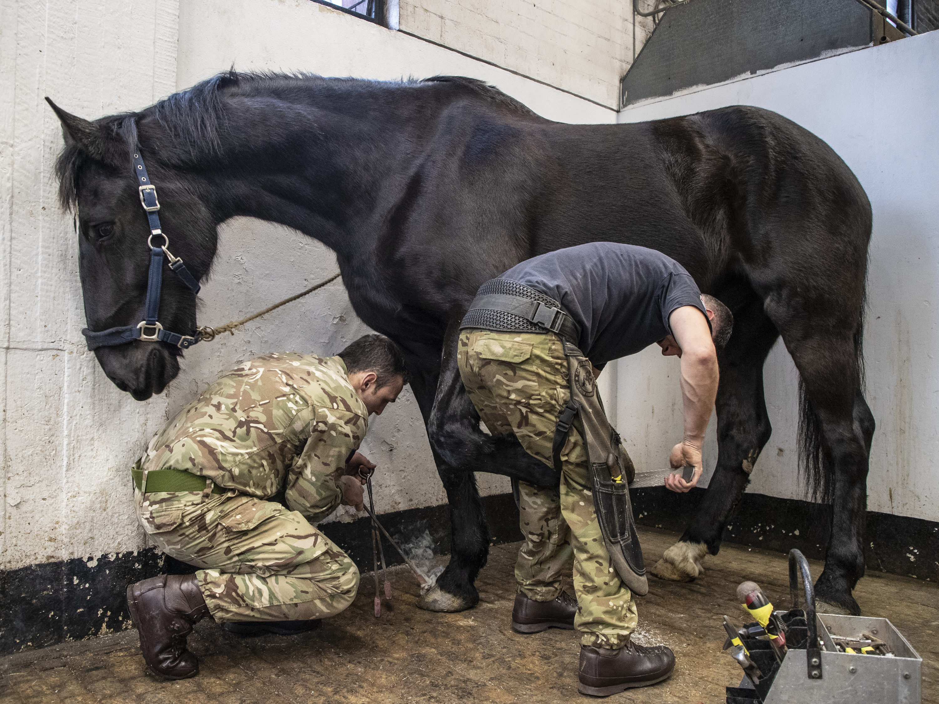 The Household Cavalry horses return from their Christmas break in Melton Mowbray on the 5th of Feb, back to Knightsbridge