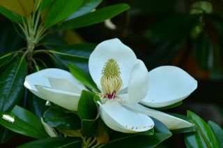 best flowering trees: magnolia grandiflora