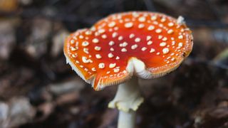 A picture of a wild amanita muscaria, one of my pshychedellic mushrooms