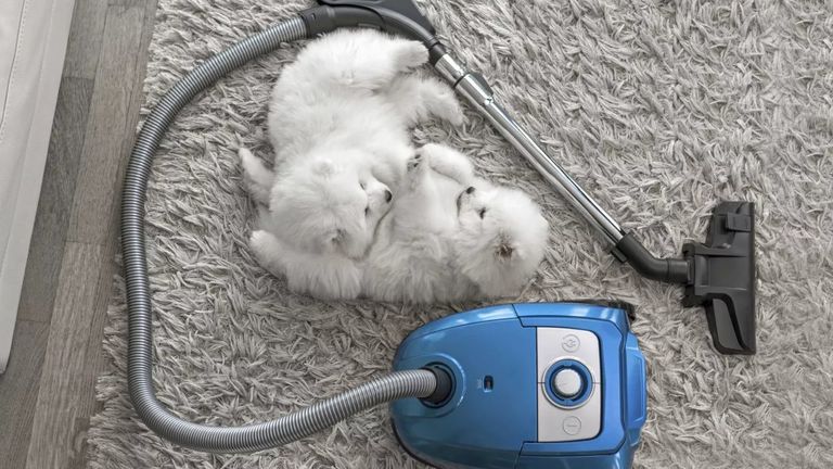 two white dogs sleeping next to a vacuum, on a rug