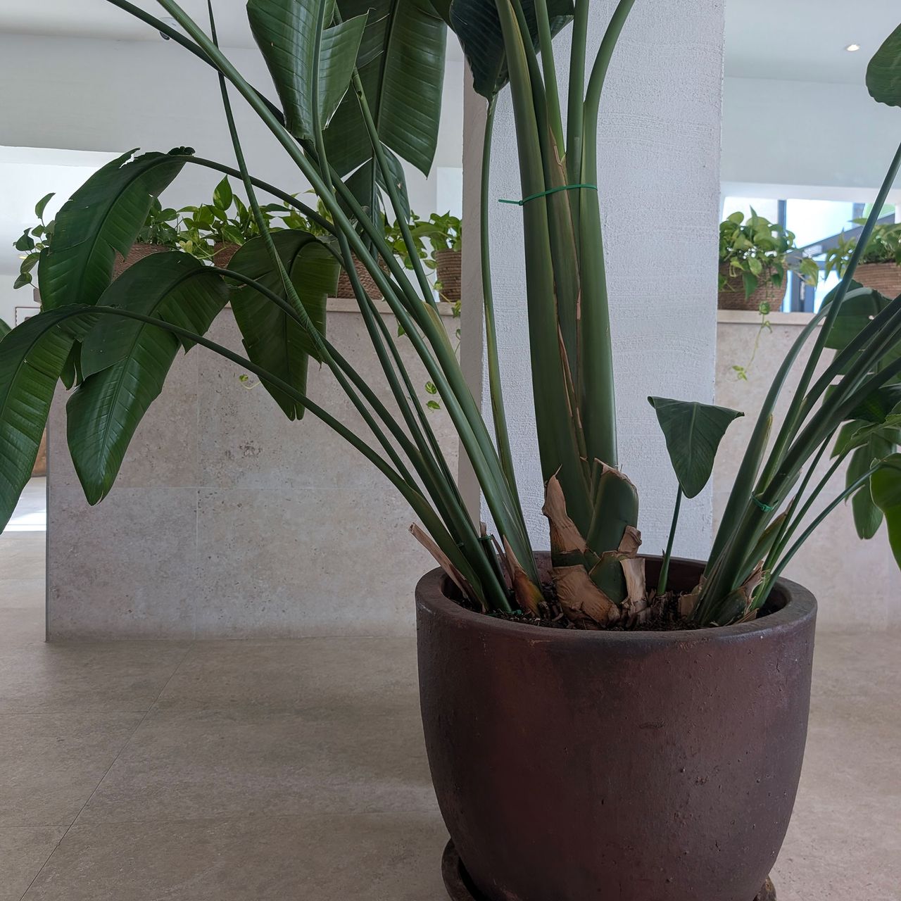 Large leafy plant in large pot in lounge area